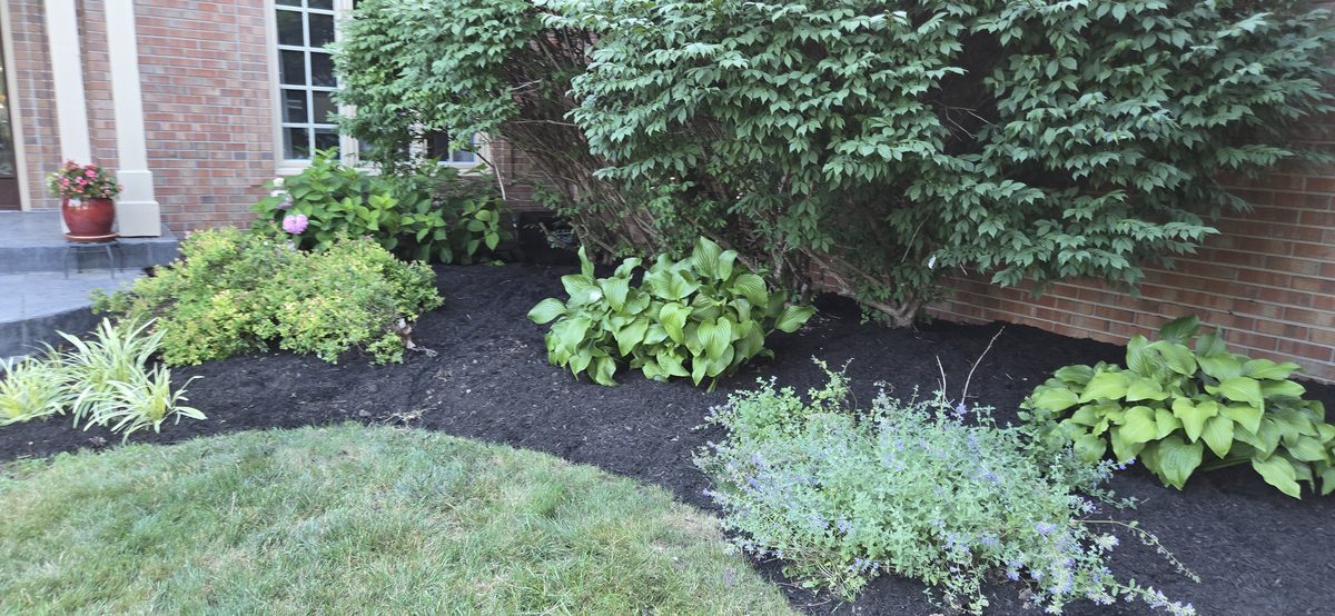 Fresh mulch around landscape plants