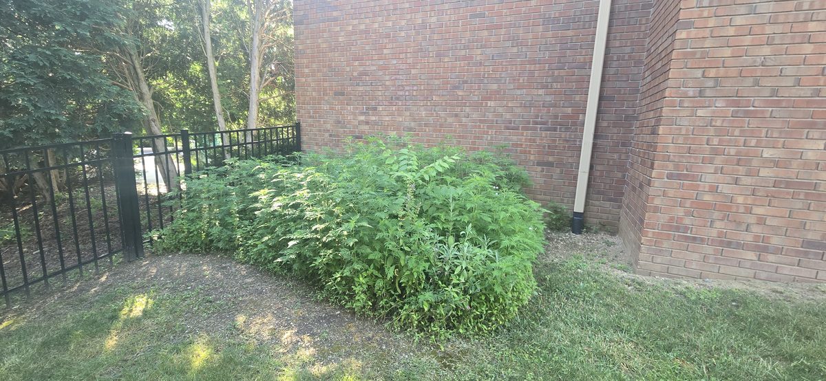 DNA Prime Landscaping project