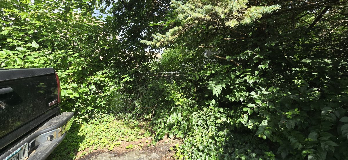 Overgrown vegetation clearing service