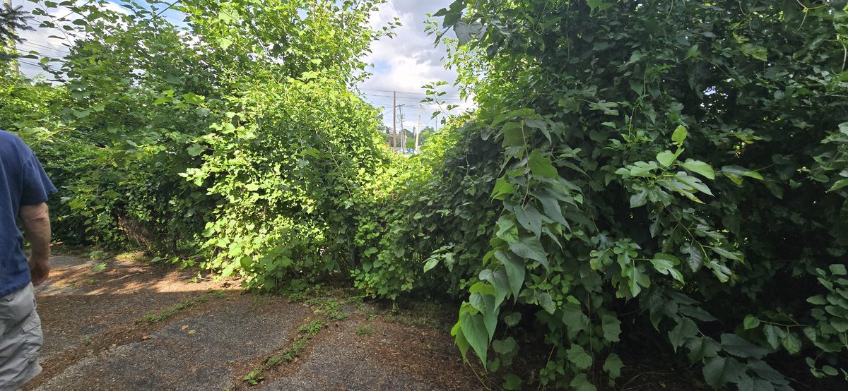 Overgrown vegetation clearing service