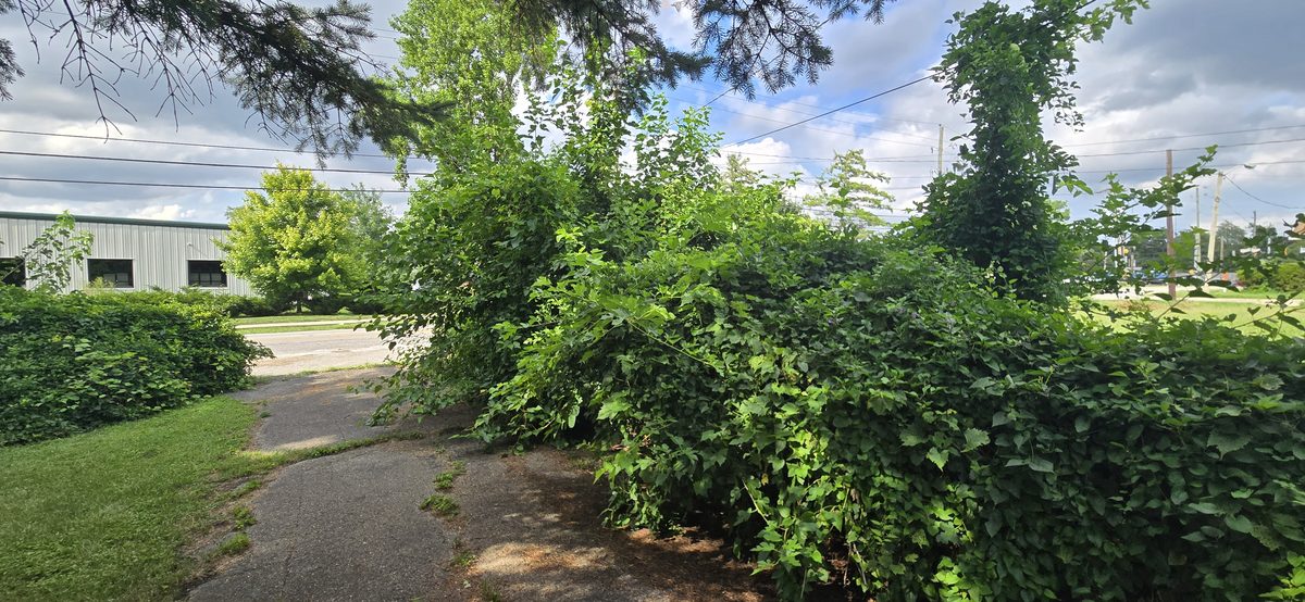 Overgrown vegetation clearing service